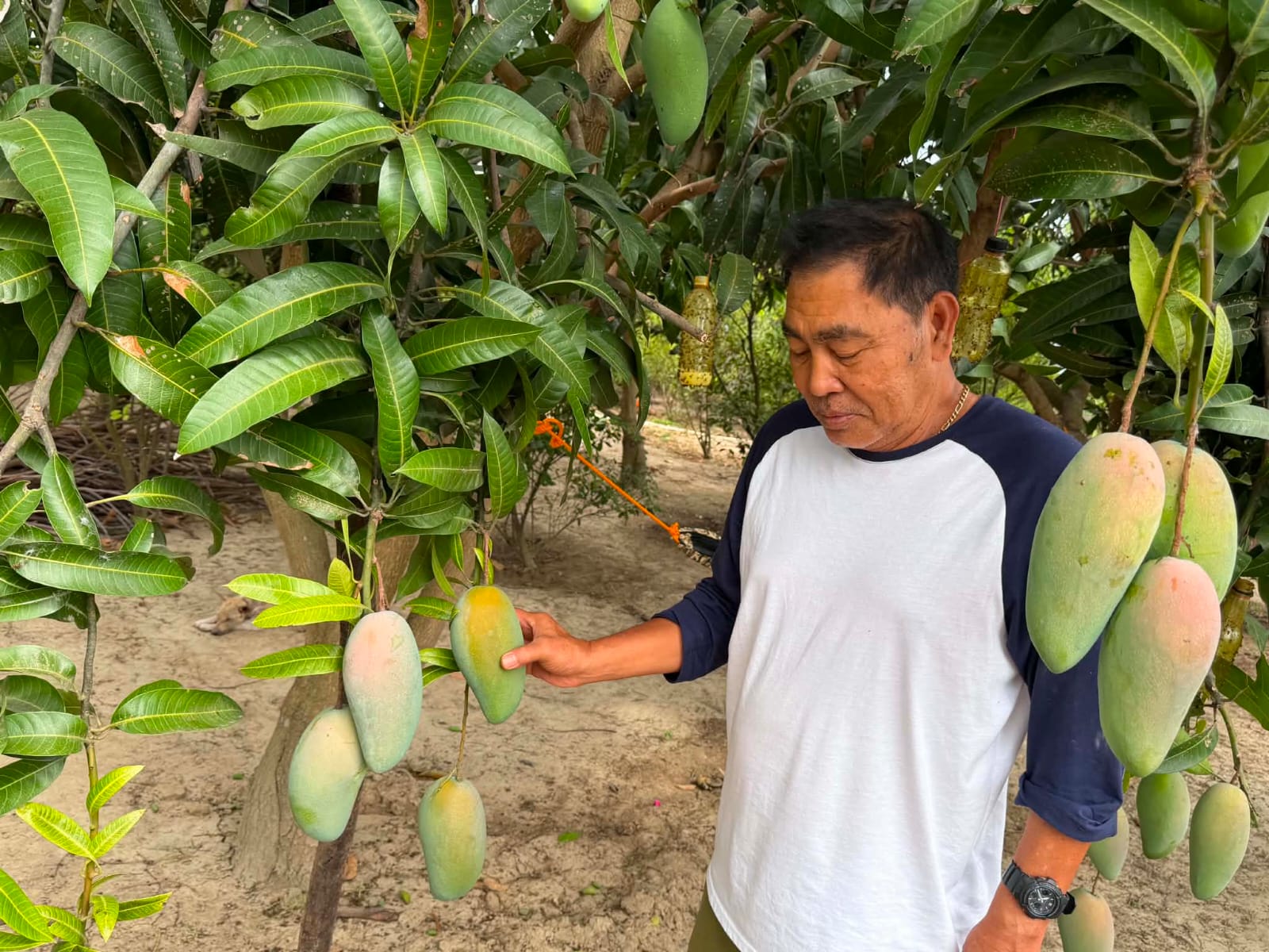 VelPisco Farm - mango trees laden with fruit