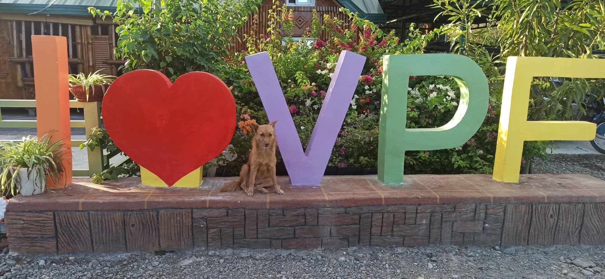 I Love VPF with farm dog