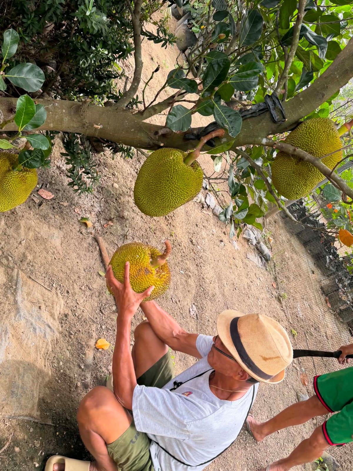 Harvesting jackfruit