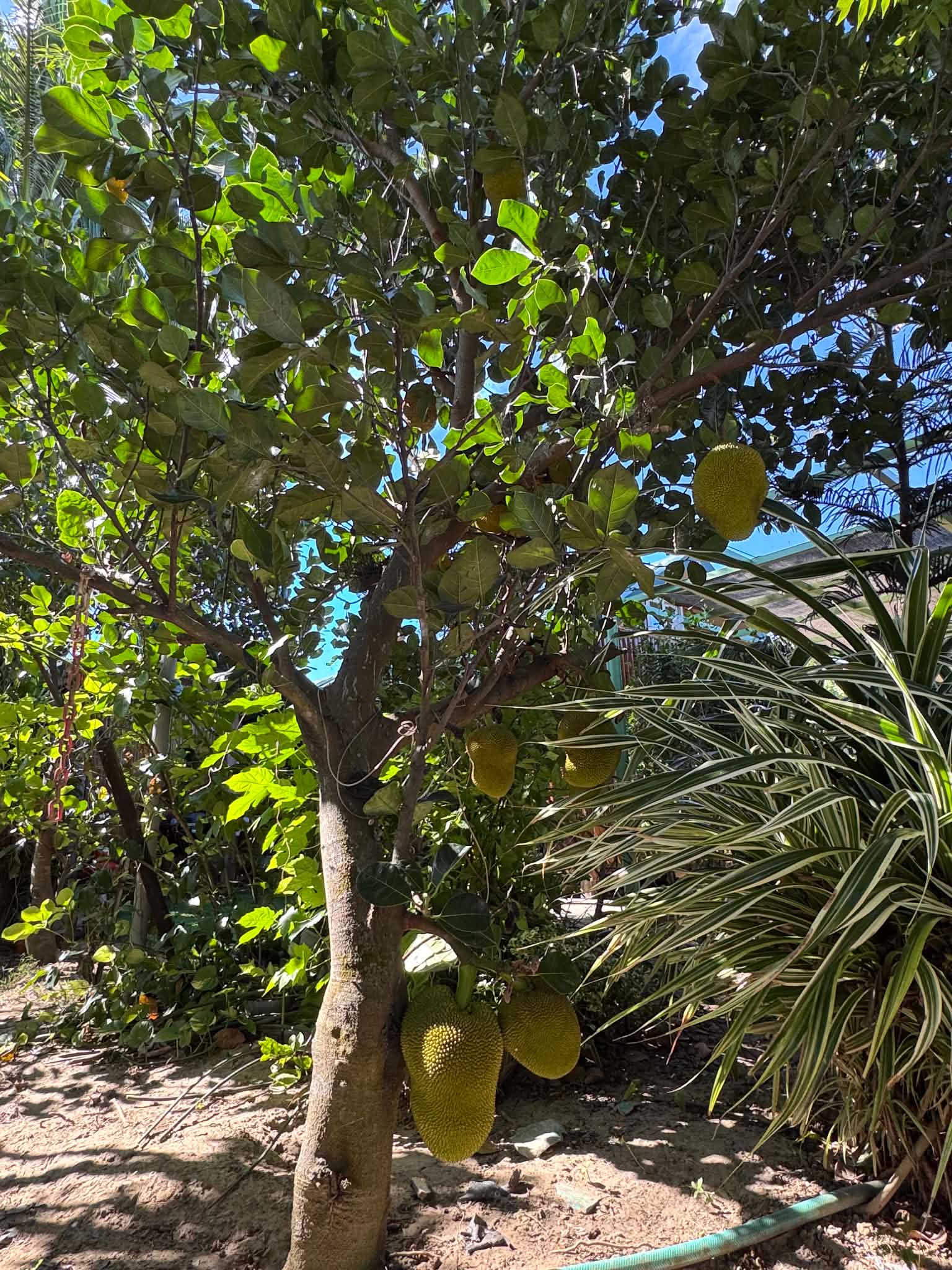 Mature jackfruit tree