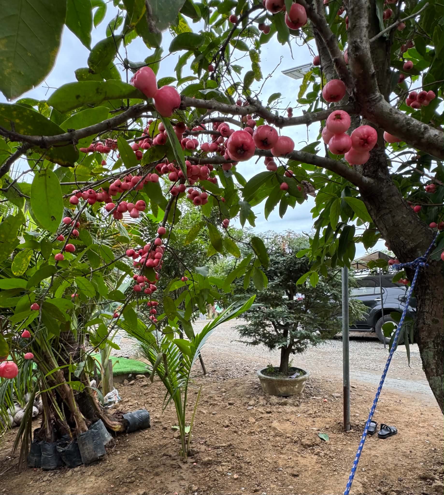 Makopa tree at VelPisco Farm