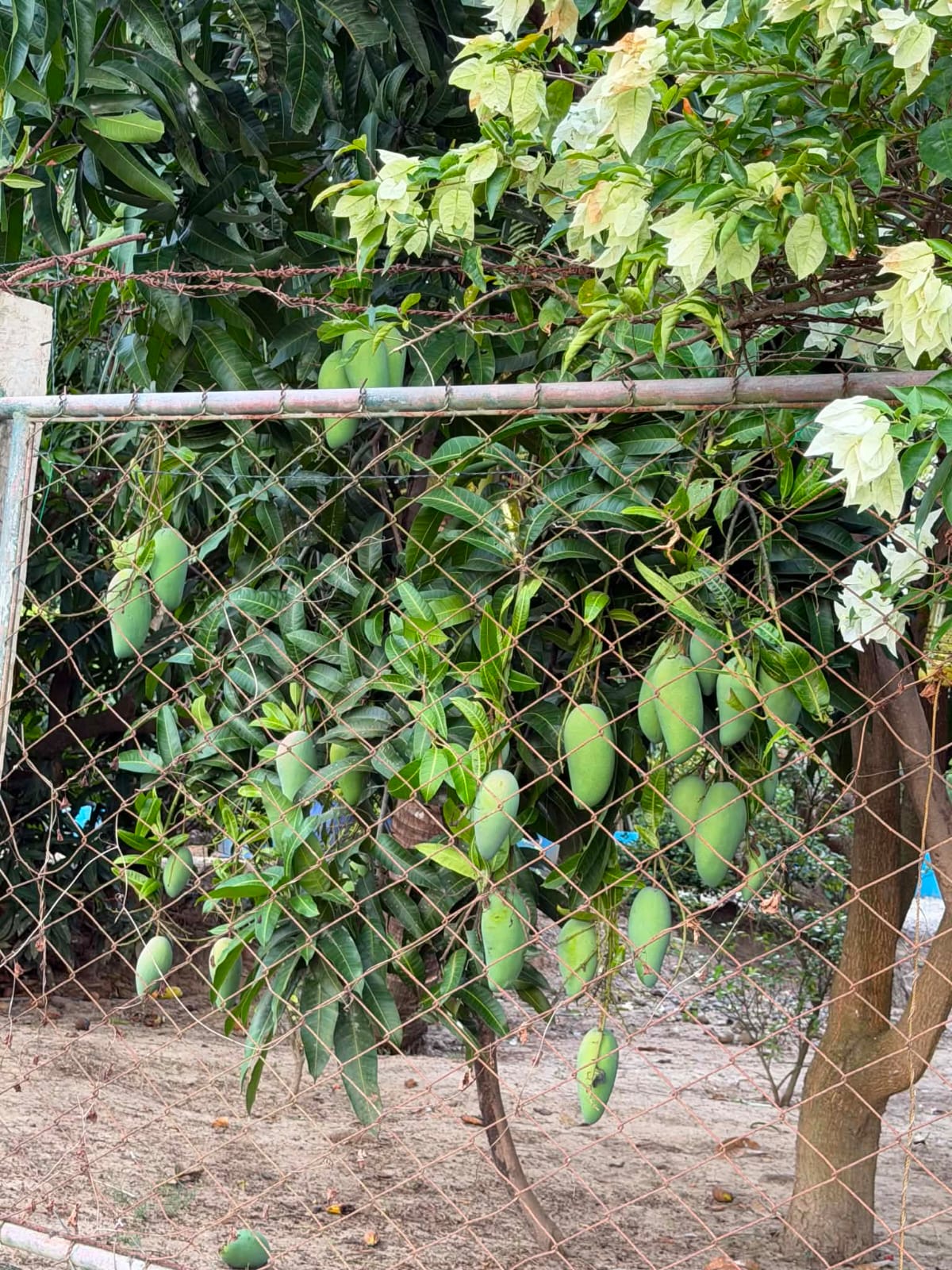 Fresh mangoes ripening on the tree