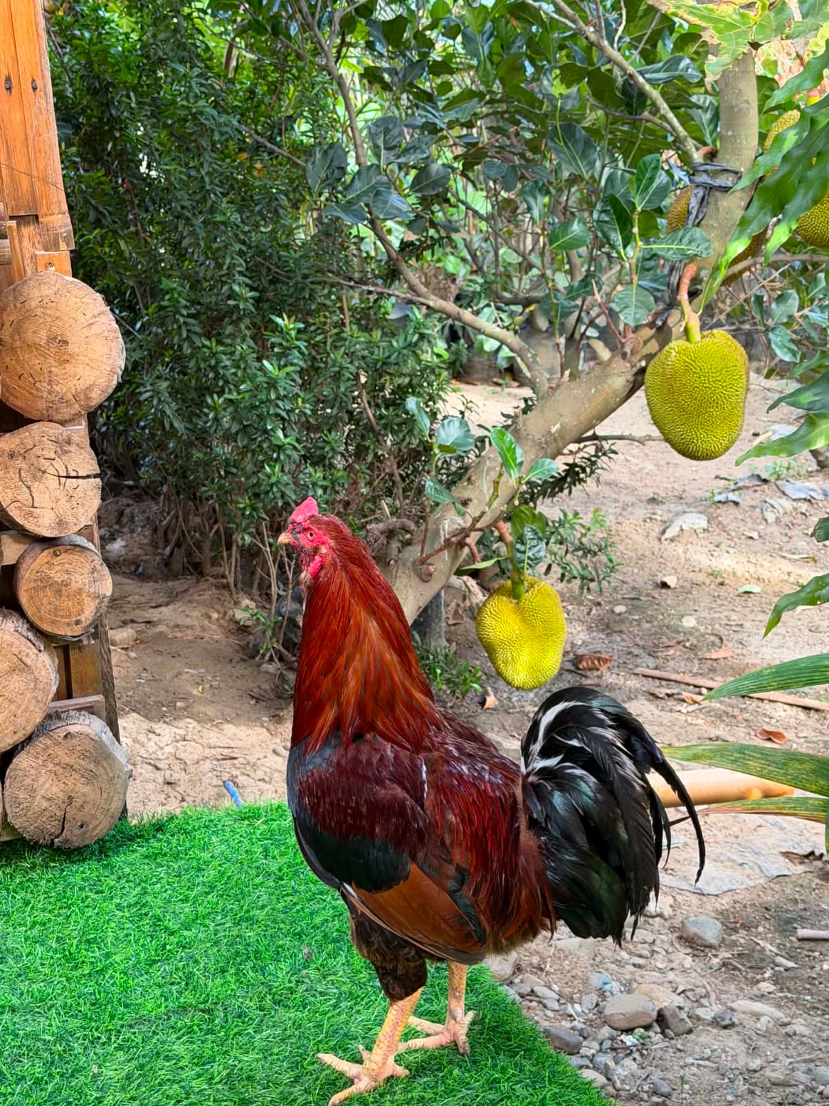 Rooster by the jackfruit tree