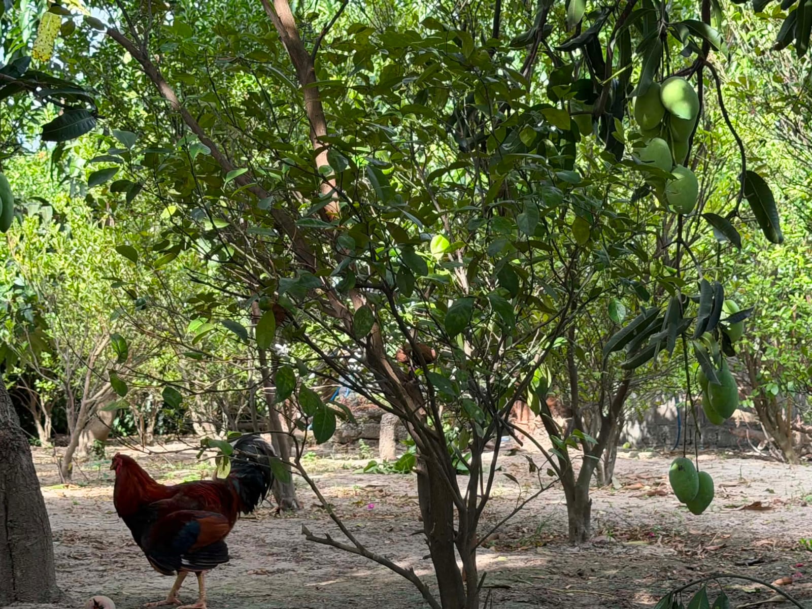 Rooster in shade