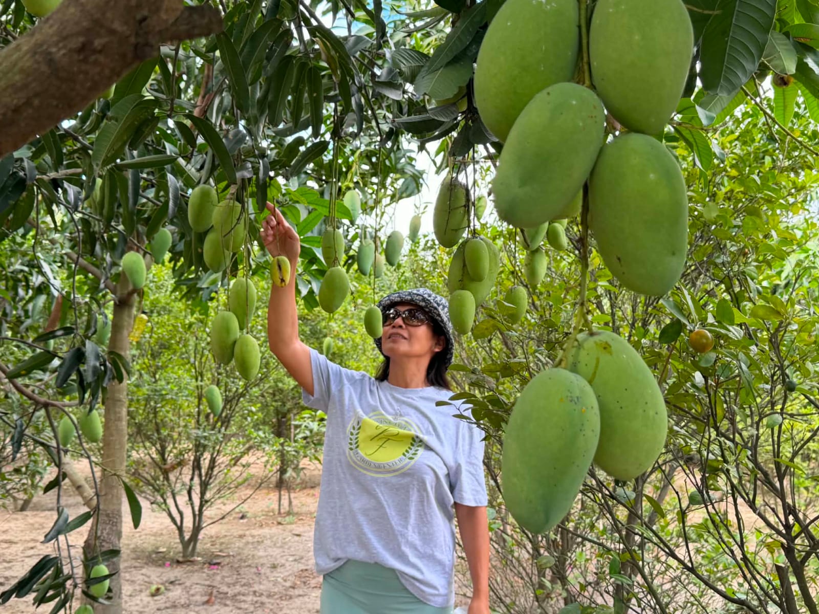 Picking mangoes